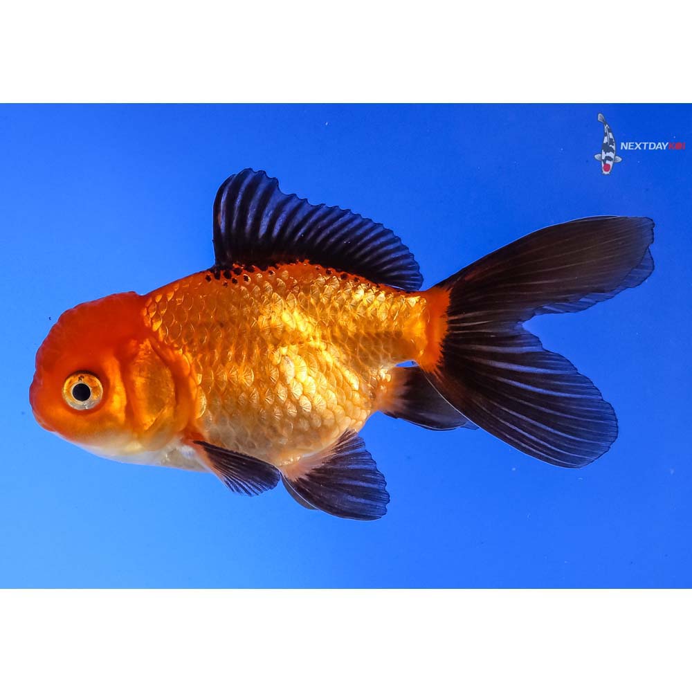 3.5” Imported Red and Black Oranda | Koi Fish For Sale