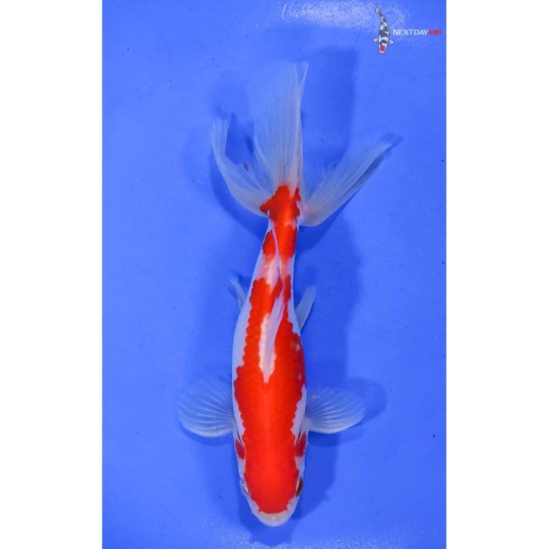 5” Imported Male Red and White Wakin | Koi Fish For Sale