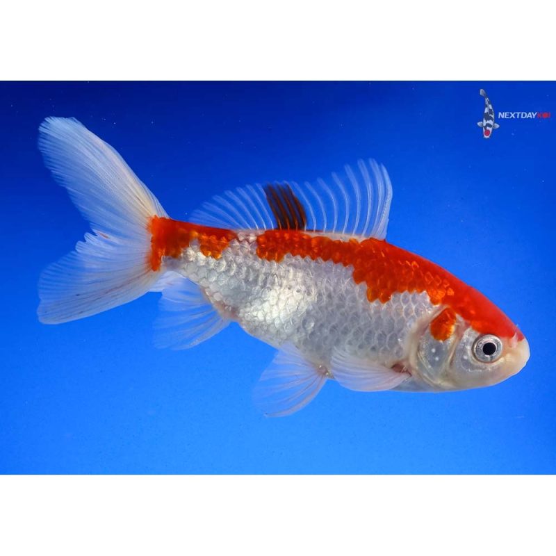 5” Imported Male Red and White Wakin | Koi Fish For Sale