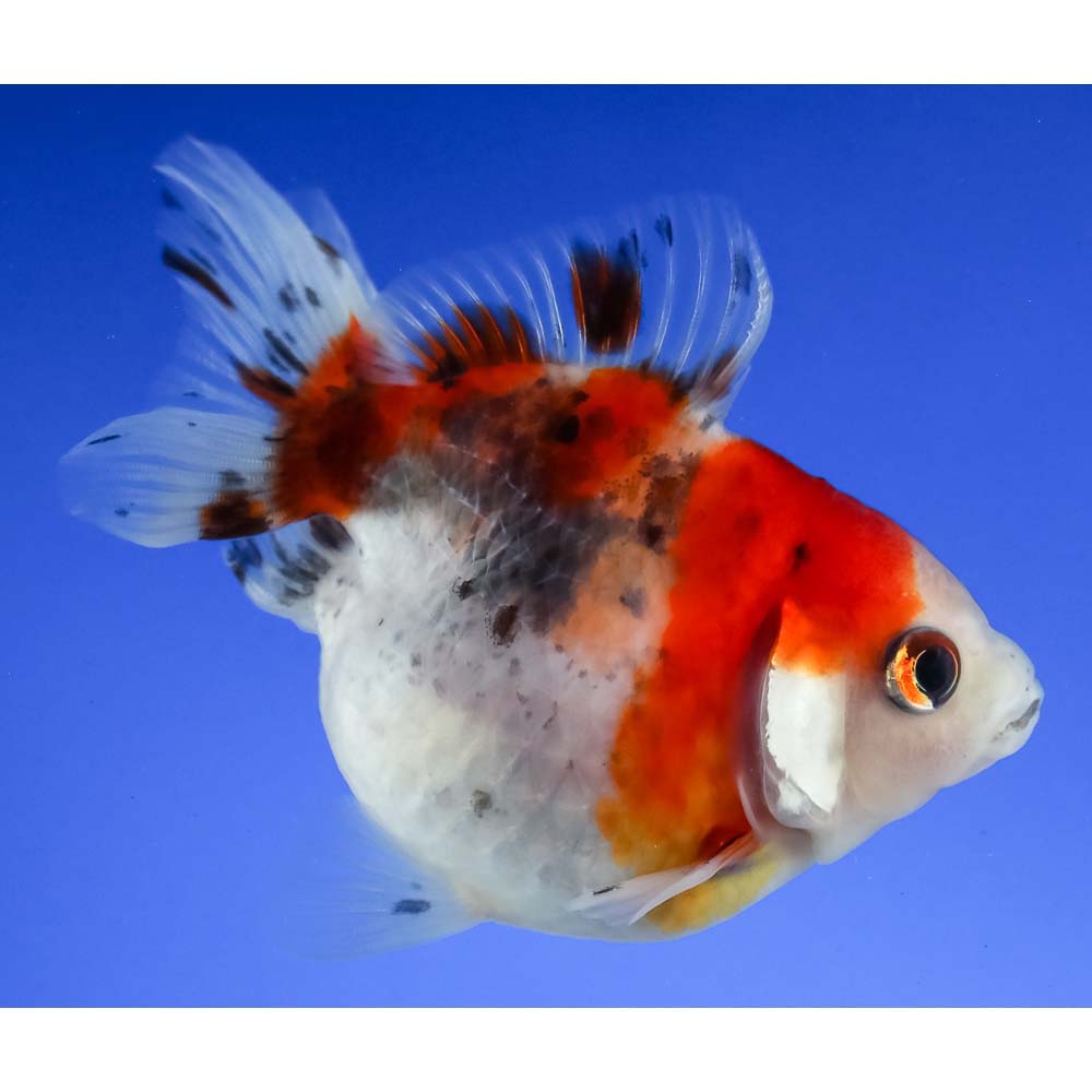 3.5” Imported Calico Ryukin | Koi Fish For Sale