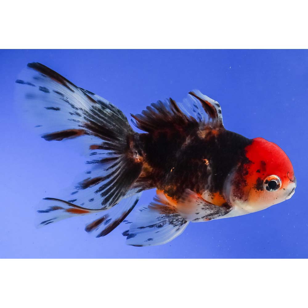 Imported Calico Oranda Koi Fish For Sale