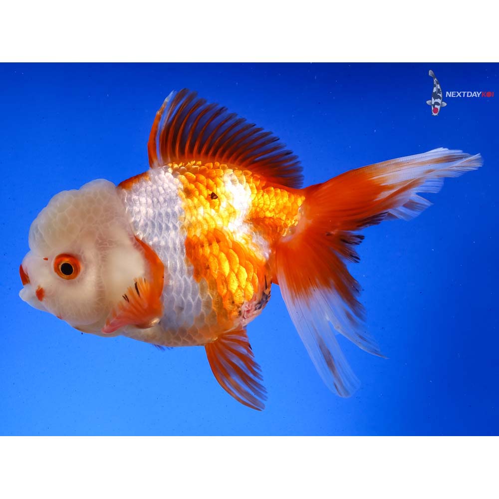 6” Imported Tri Color Oranda | Koi Fish For Sale