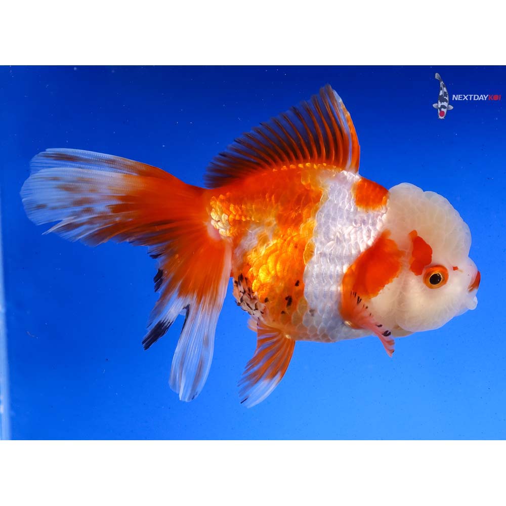 6” Imported Tri Color Oranda | Koi Fish For Sale