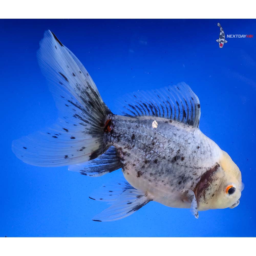 Imported Calico Oranda Koi Fish For Sale