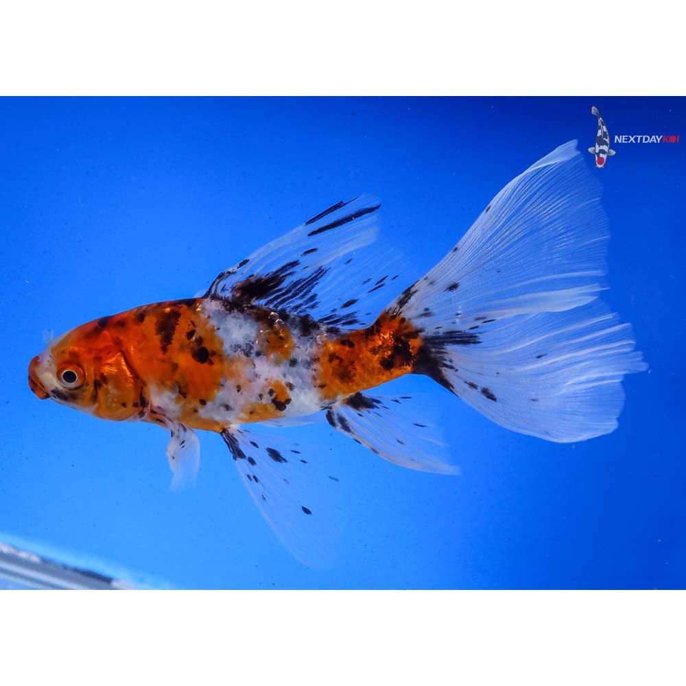 6-imported-bristol-shubunkin-koi-fish-for-sale