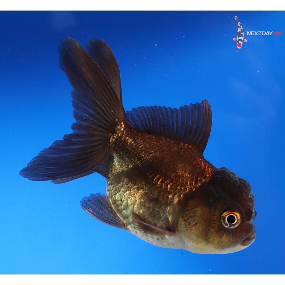 3.5” Imported Bronze Oranda | Koi Fish For Sale