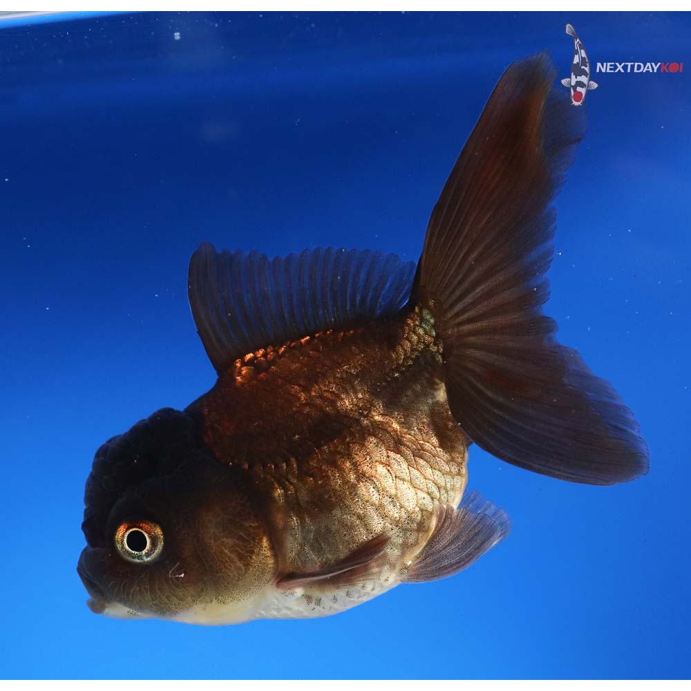 3.5” Imported Bronze Oranda | Koi Fish For Sale