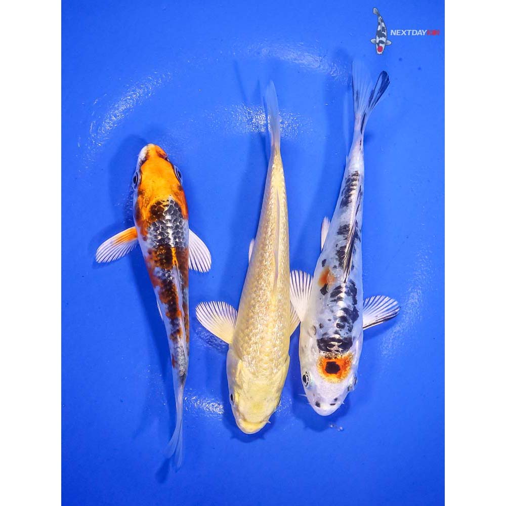 Lot of (3) 4-5” Assorted Koi | Koi Fish For Sale