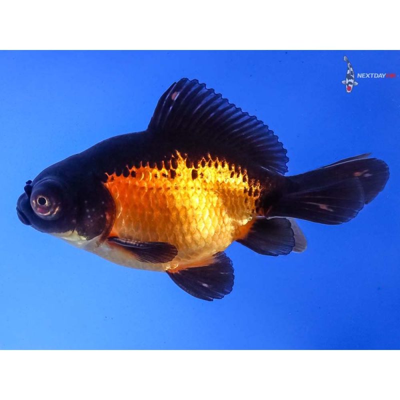 3.5” Imported Male Red and Black Butterfly Tail | Koi Fish For Sale