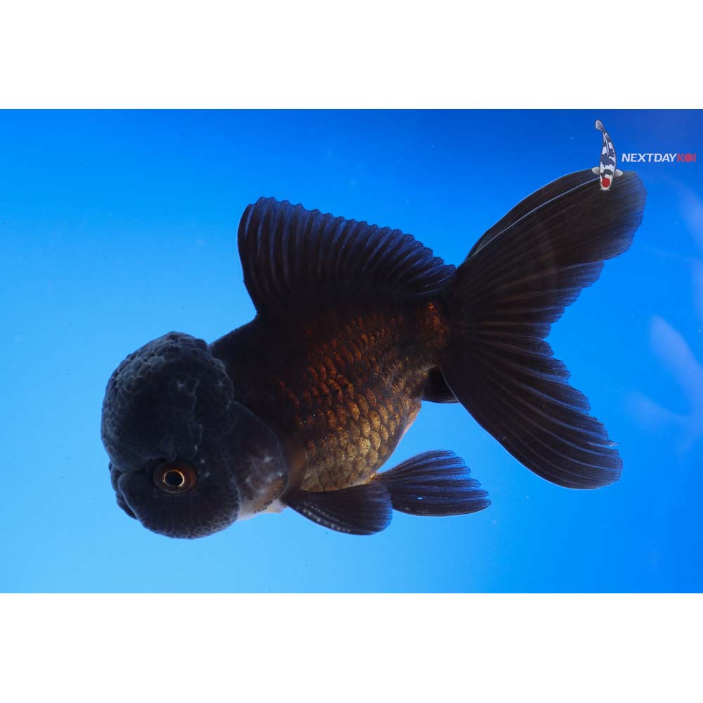 3.5” Imported Male Black Thai Oranda | Koi Fish For Sale