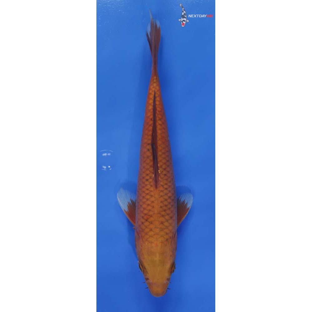 9” Imported Chagoi | Koi Fish For Sale