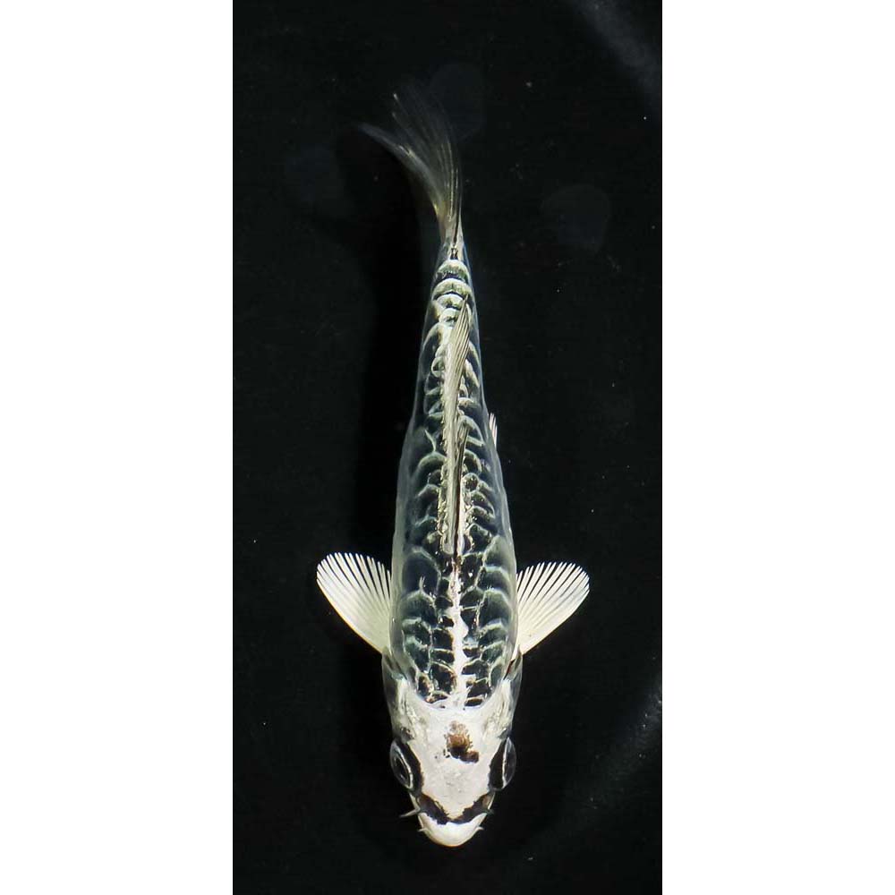 4” Imported Armor Scaled Gin Matsuba | Koi Fish For Sale