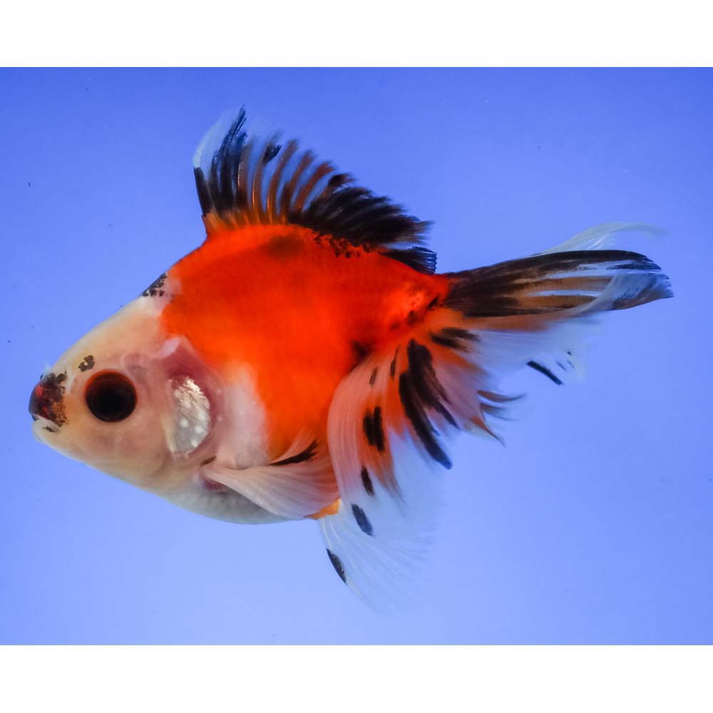 Imported Male Calico Ryukin Koi Fish For Sale