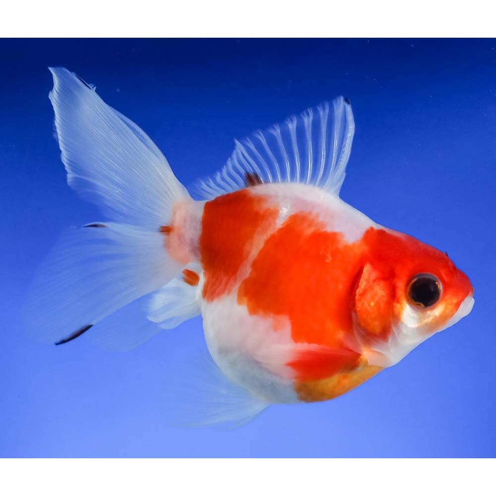 4” Imported Male Red and White Ryukin | Koi Fish For Sale