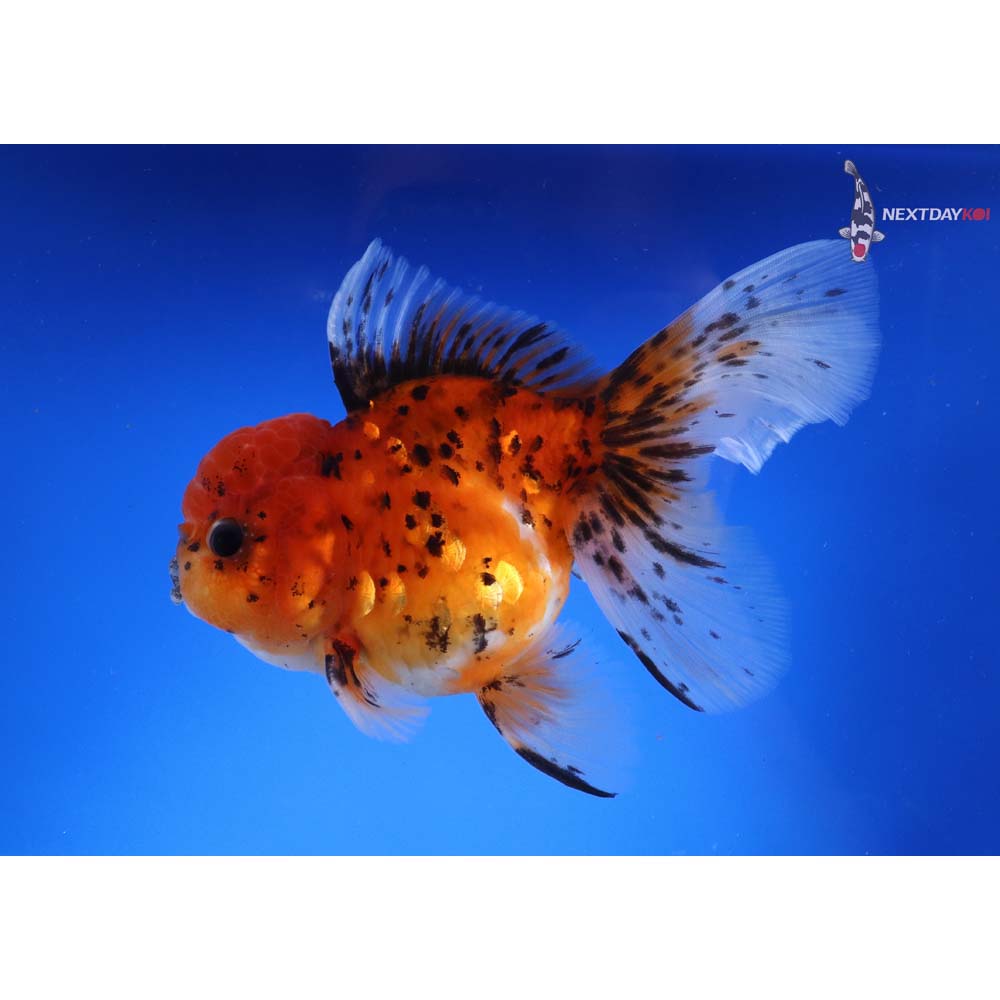 Imported Male Calico Oranda Koi Fish For Sale