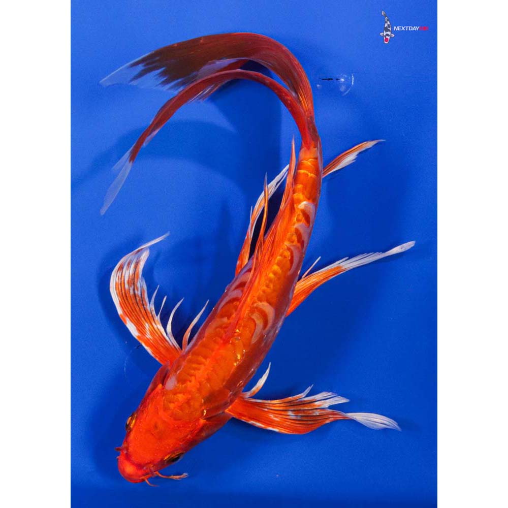 11-5-imported-doitsu-orenji-ogon-butterfly-koi-koi-fish-for-sale