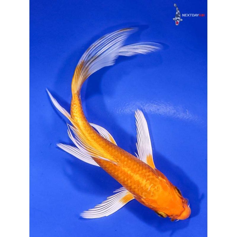 Koi Fish For Sale | Next Day Koi