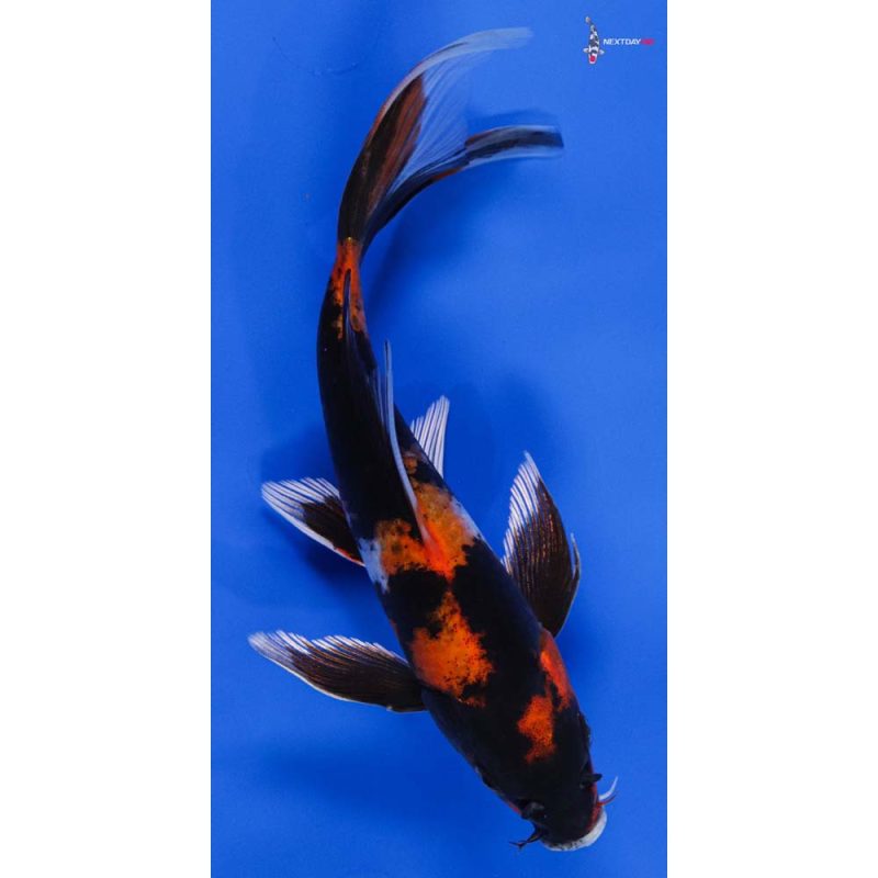 8” Imported Kin Hi Showa Butterfly Koi | Koi Fish For Sale