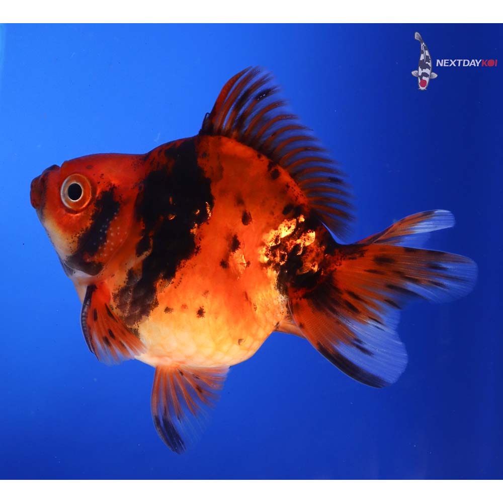 3.5” Imported Male Calico Ryukin | Koi Fish For Sale