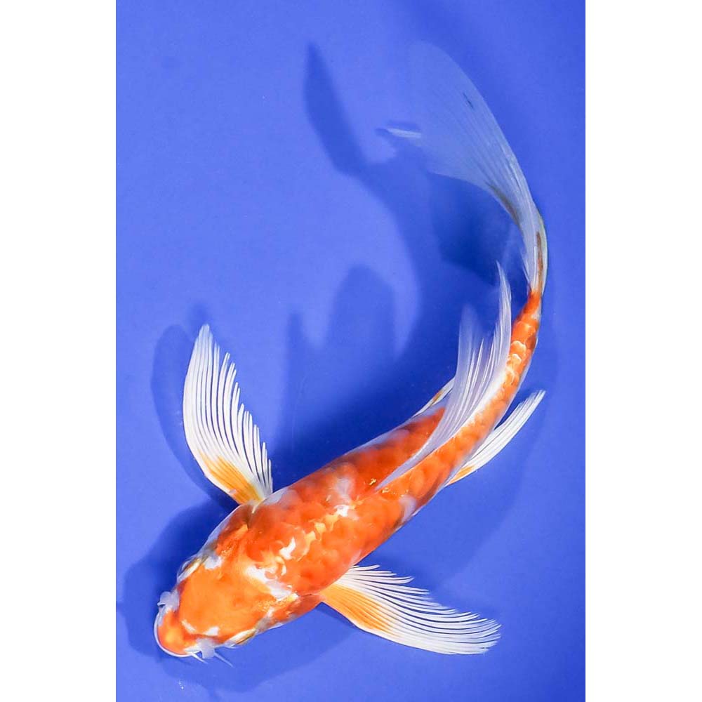 6” Armor Scaled Hariwake Butterfly Koi | Koi Fish For Sale