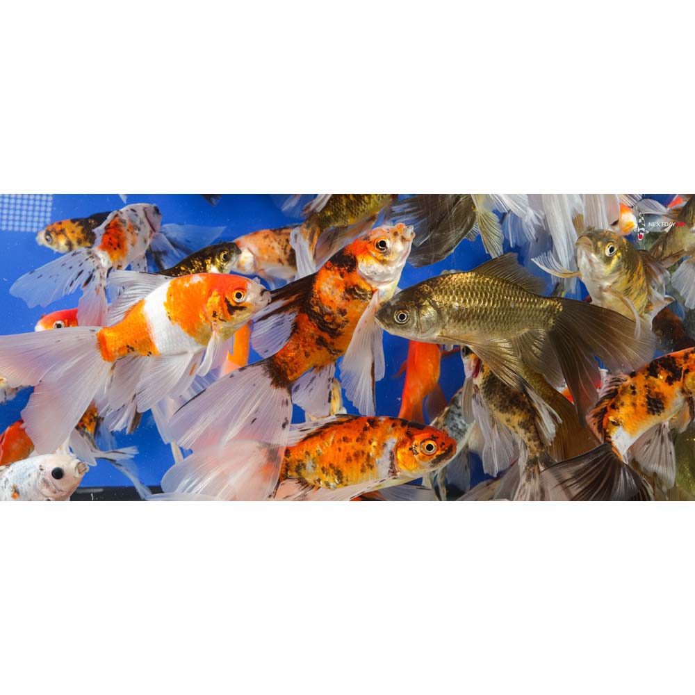 5-6” Imported Bristol Finned Mixed Goldfish | Koi Fish For Sale