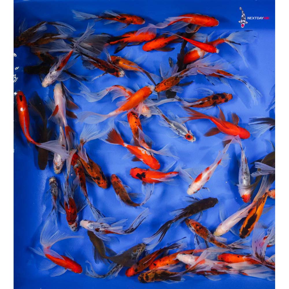 5-6” Imported Bristol Finned Mixed Goldfish | Koi Fish For Sale
