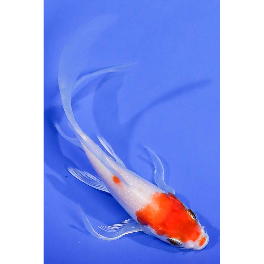 5” Imported Glass Fin Kohaku Butterfly Koi | Koi Fish For Sale