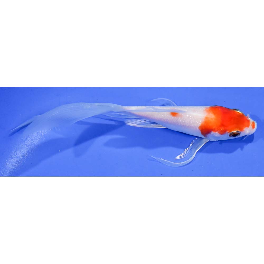 5” Imported Glass Fin Kohaku Butterfly Koi | Koi Fish For Sale