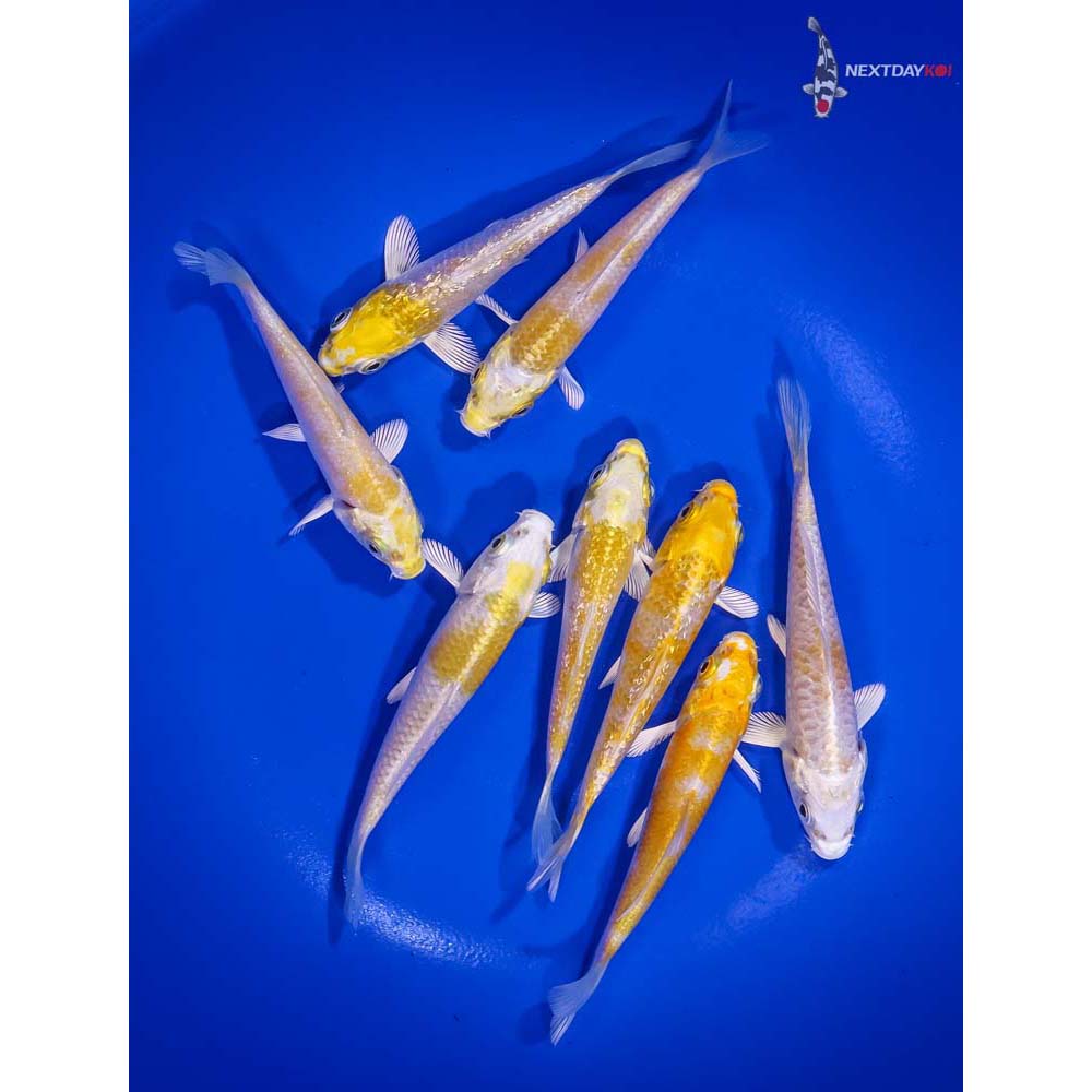 lot-of-8-3-4-imported-lemon-hariwake-koi-koi-fish-for-sale
