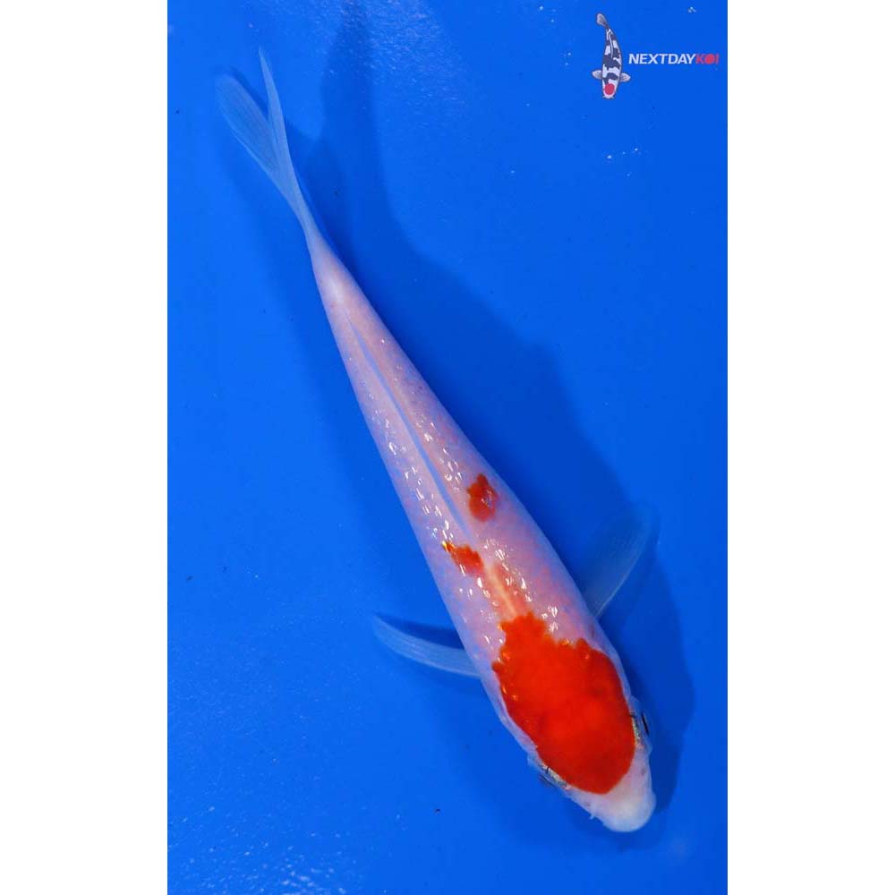 3.5” Imported Gin Rin Kohaku | Koi Fish For Sale