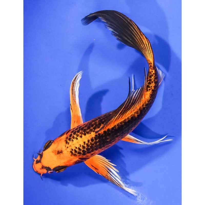 Matsuba Koi Fish For Sale | Next Day Koi