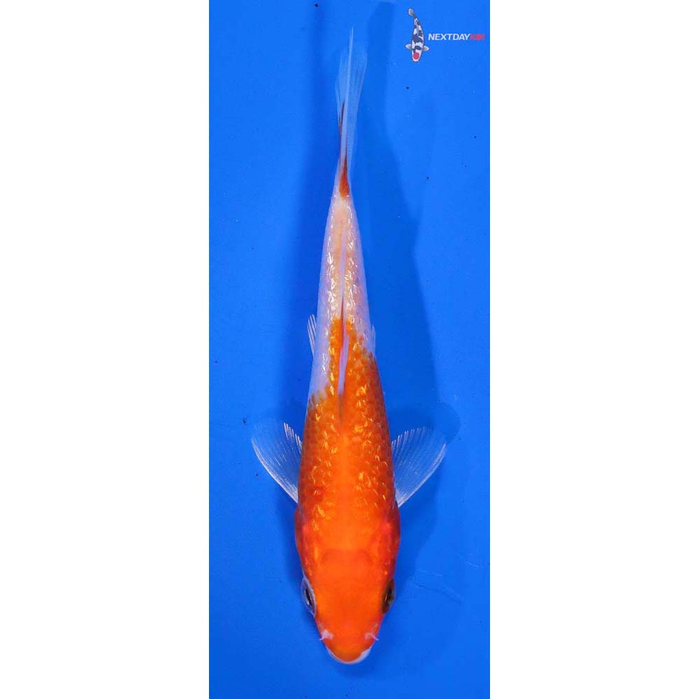 3” Imported Gin Rin Kohaku | Koi Fish For Sale