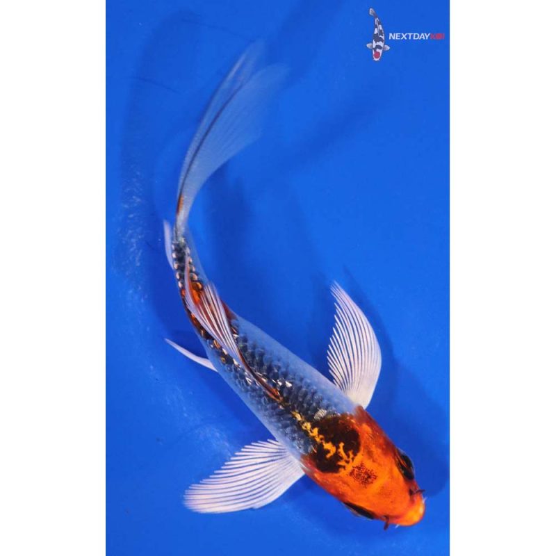 Koi Fish For Sale | Next Day Koi