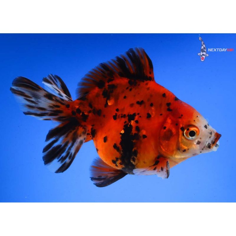 Picture of Image result for goldfish tank built into shelves