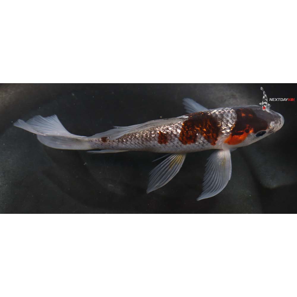 5.5” Ochiba Gin Rin Shigure Butterfly Koi | Koi Fish For Sale