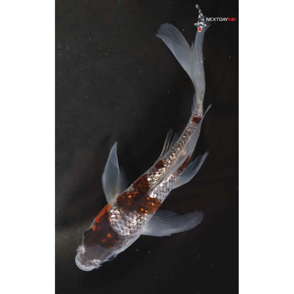 5.5” Ochiba Gin Rin Shigure Butterfly Koi | Koi Fish For Sale