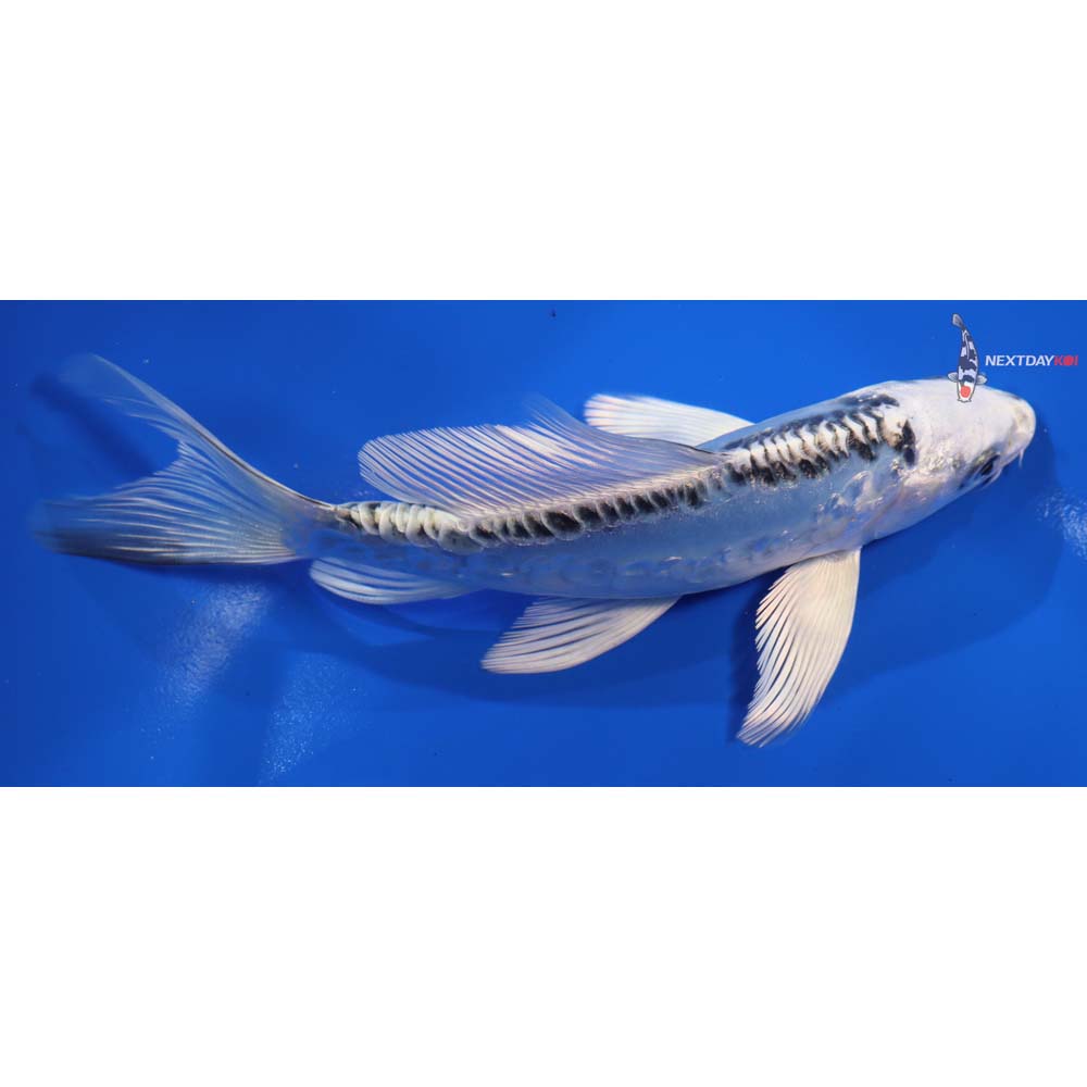 6.5” Doitsu Blue Gin Matsuba Butterfly Koi | Koi Fish For Sale