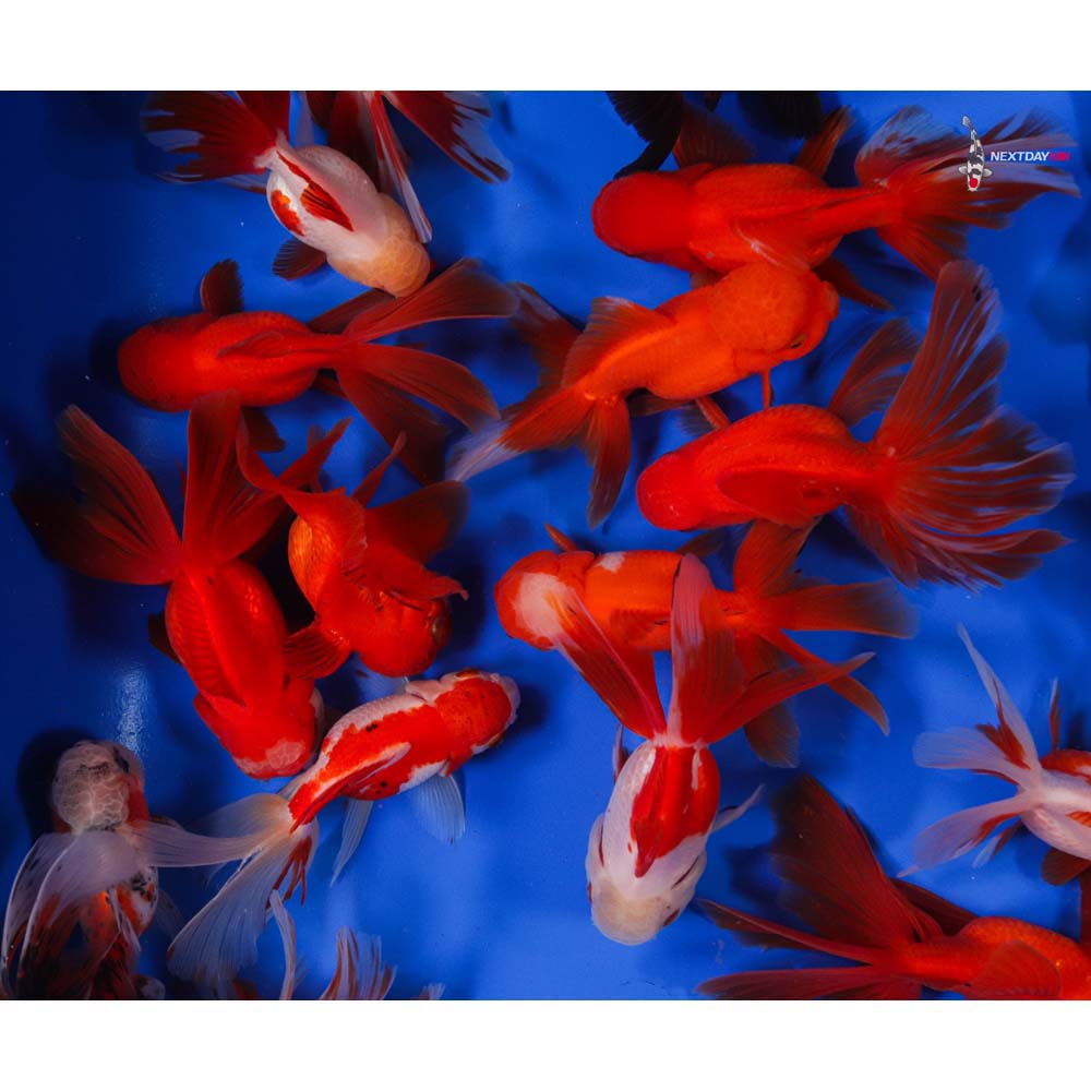 44.5" Imported Premium Mixed Thai Oranda Goldfish Koi Fish For Sale