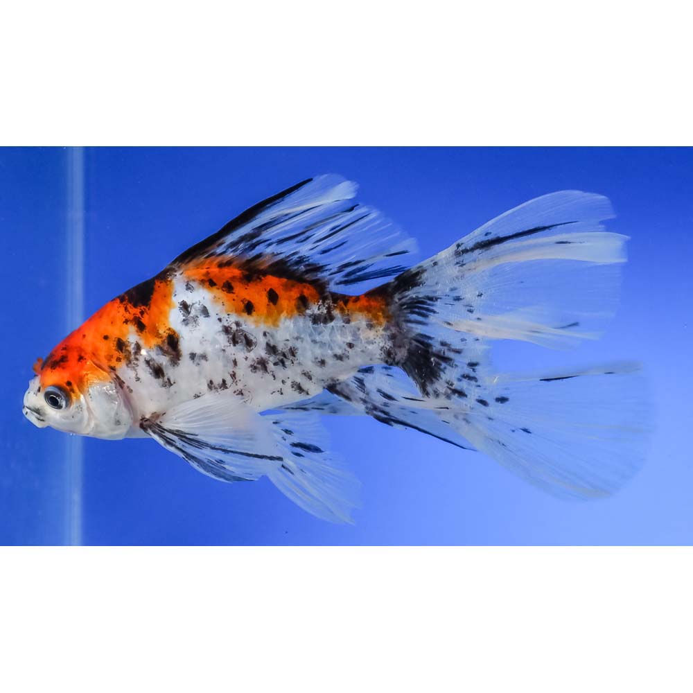 6” Imported Bristol Shubunkin | Koi Fish For Sale