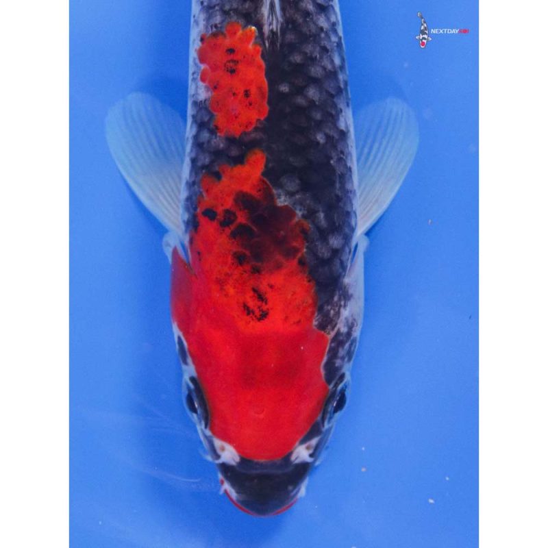 8” Imported Goshiki | Koi Fish For Sale