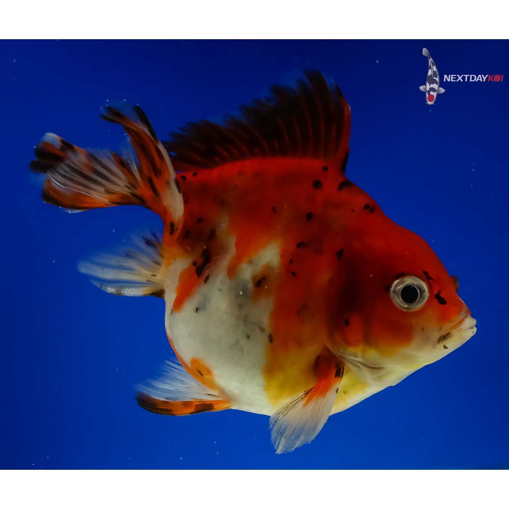 4 5 Imported Calico Ryukin Koi Fish For Sale