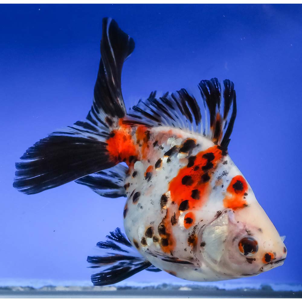 6” Imported Calico Ryukin | Koi Fish For Sale