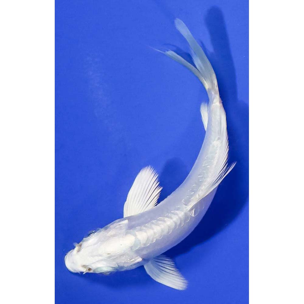 4” Imported Doitsu Platinum Ogon Butterfly Koi | Koi Fish For Sale