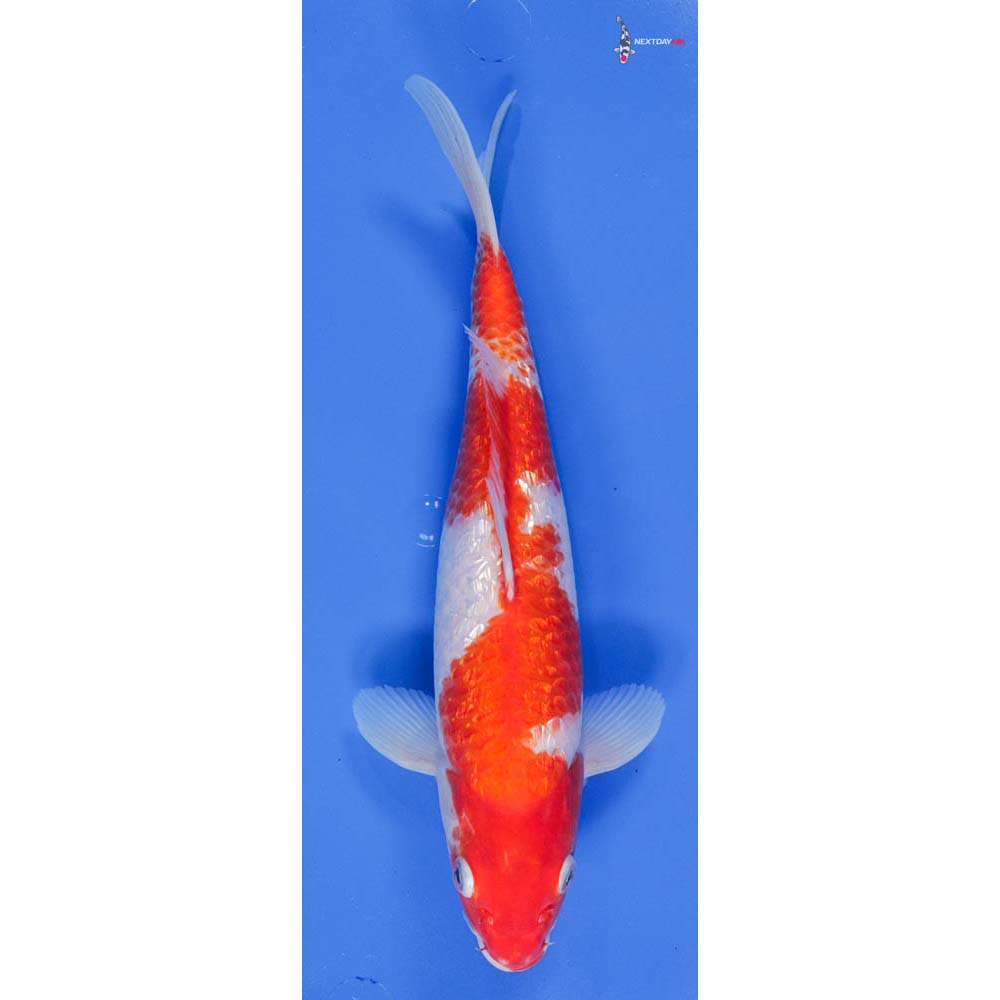 12” Imported Female Gin Rin Kohaku | Koi Fish For Sale
