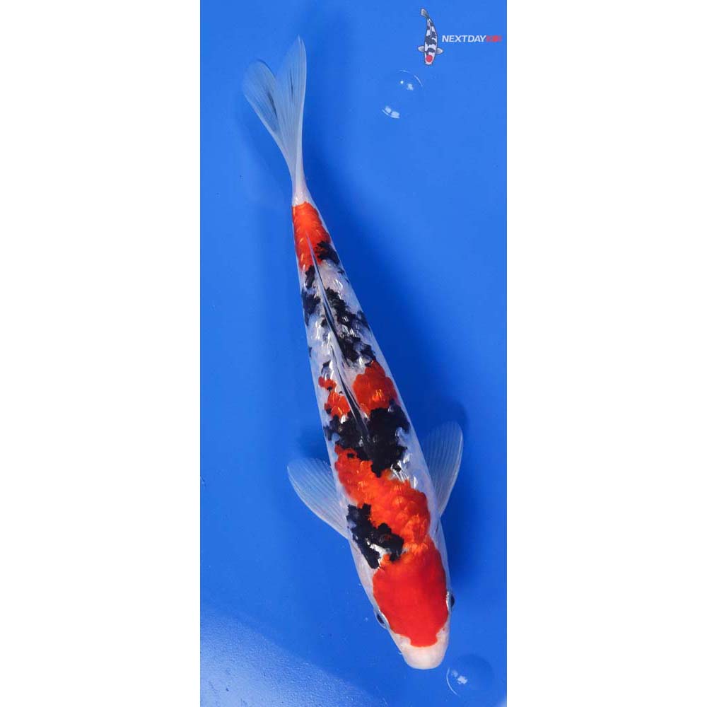 9” Imported Gin Rin Sanke | Koi Fish For Sale