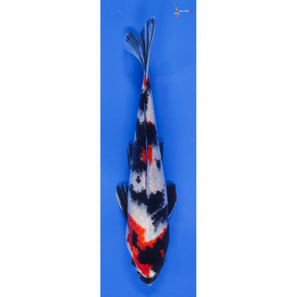 8.5” Imported Showa | Koi Fish For Sale