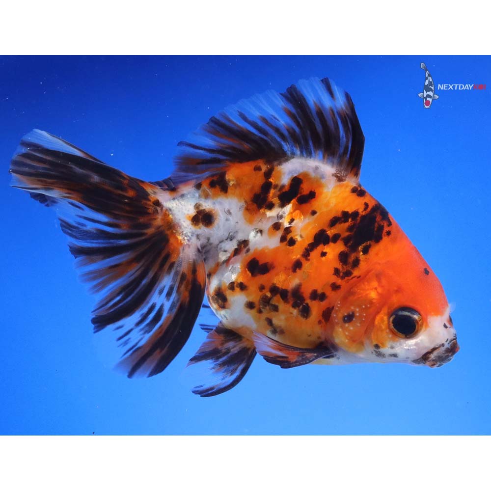 5” Imported Male Calico Ryukin | Koi Fish For Sale