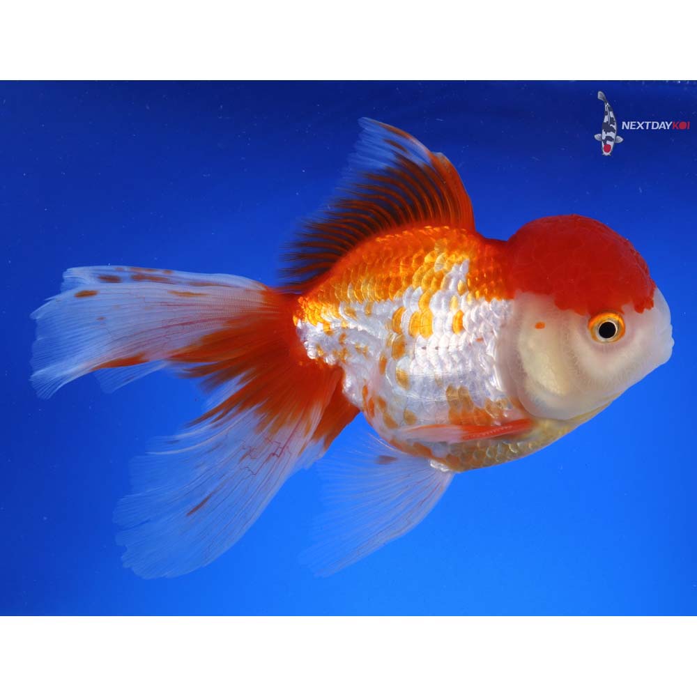 7” Imported Male Red and White Oranda | Koi Fish For Sale