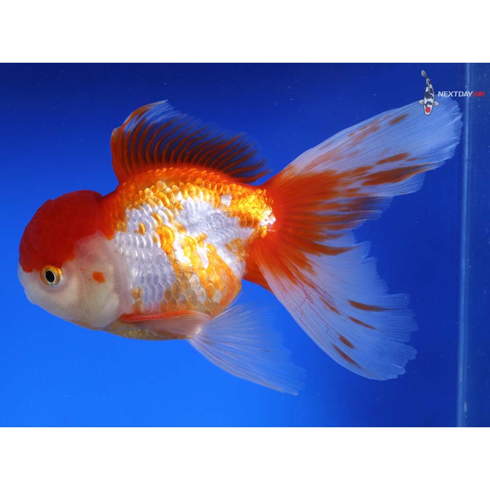 7” Imported Male Red and White Oranda | Koi Fish For Sale