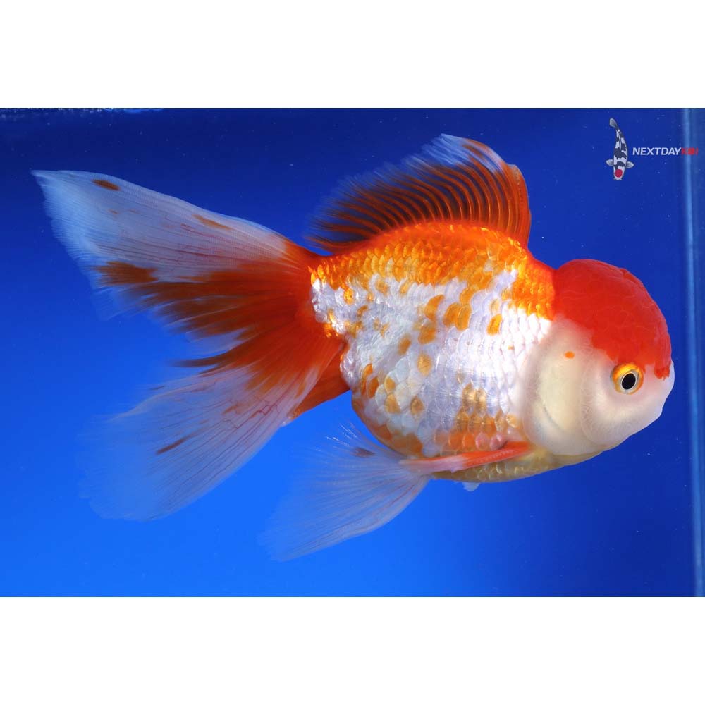 7” Imported Male Red and White Oranda | Koi Fish For Sale